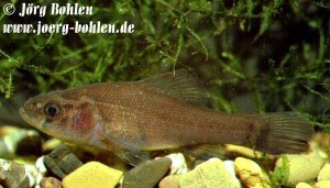 Aphredoderus1