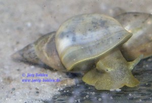 Limnaea1a