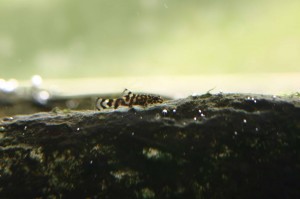 Sewellia_lineolata_baby_8mm